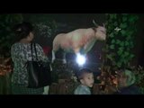Türkiye'nin ilk Holografik Hayvanat bahçesi açıldı