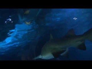 Rekortmen yüzücü köpek balıklarıyla daldı