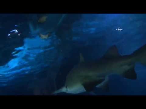 Rekortmen yüzücü köpek balıklarıyla daldı