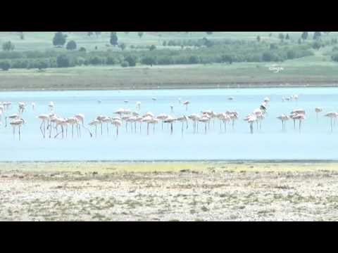 Göçmen kuşlar göç yolunda tehlikede mi?