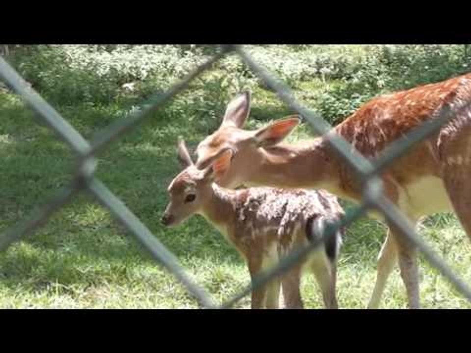 Yavru alageyik Benekli ilgi odağı oldu