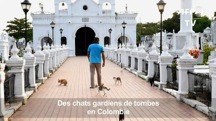 Pacte avec le diable? Des chats gardiens de tombes en Colombie