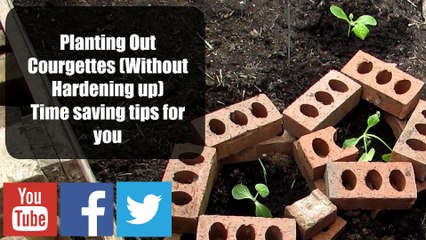 Planting Out Courgettes Without Hardening up, Building zucchini Houses.Time saving tips for you