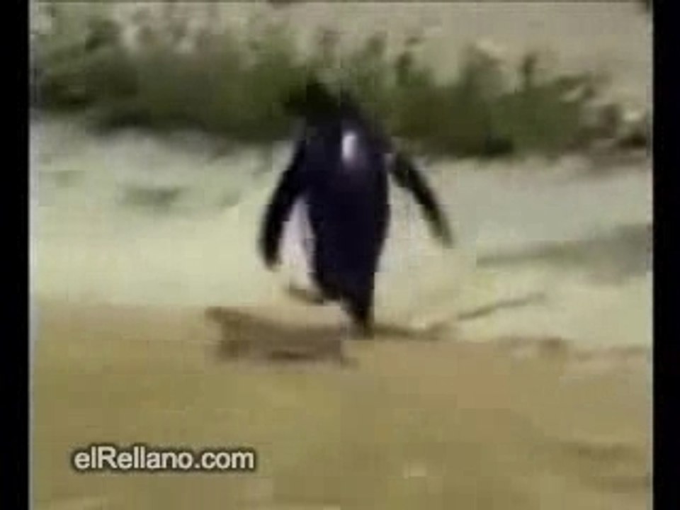 Pingouin sous LSD