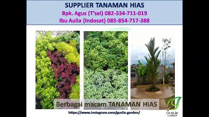 082334711019 - 085854717388 - tanaman hias unik