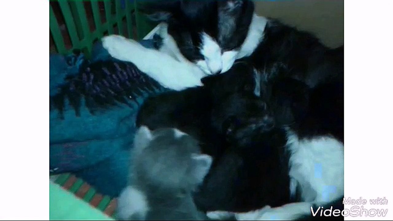 MI GATA CON SUS GATITOS