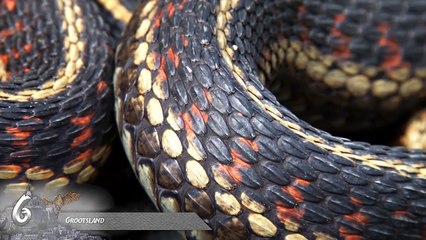 11 Monsters and Legends from Africa