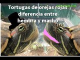 tortuga de orejas rojas diferencia entre hembra y macho