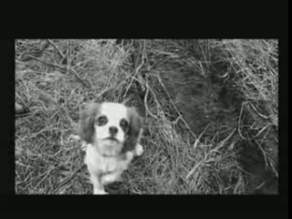 cavalier king charles actrice