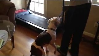 How-To teach your dog to run or walk on a treadmill.