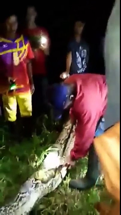 Horrifying Video_ Villagers Cuts Open Giant Python Snake's Belly And Found MEN Inside