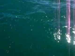 dauphins de commerson a puerto madryn