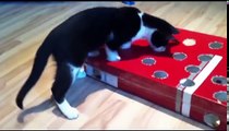 Fummelbrett Katz und Maus Selber bauen Cat Activity Fun Board