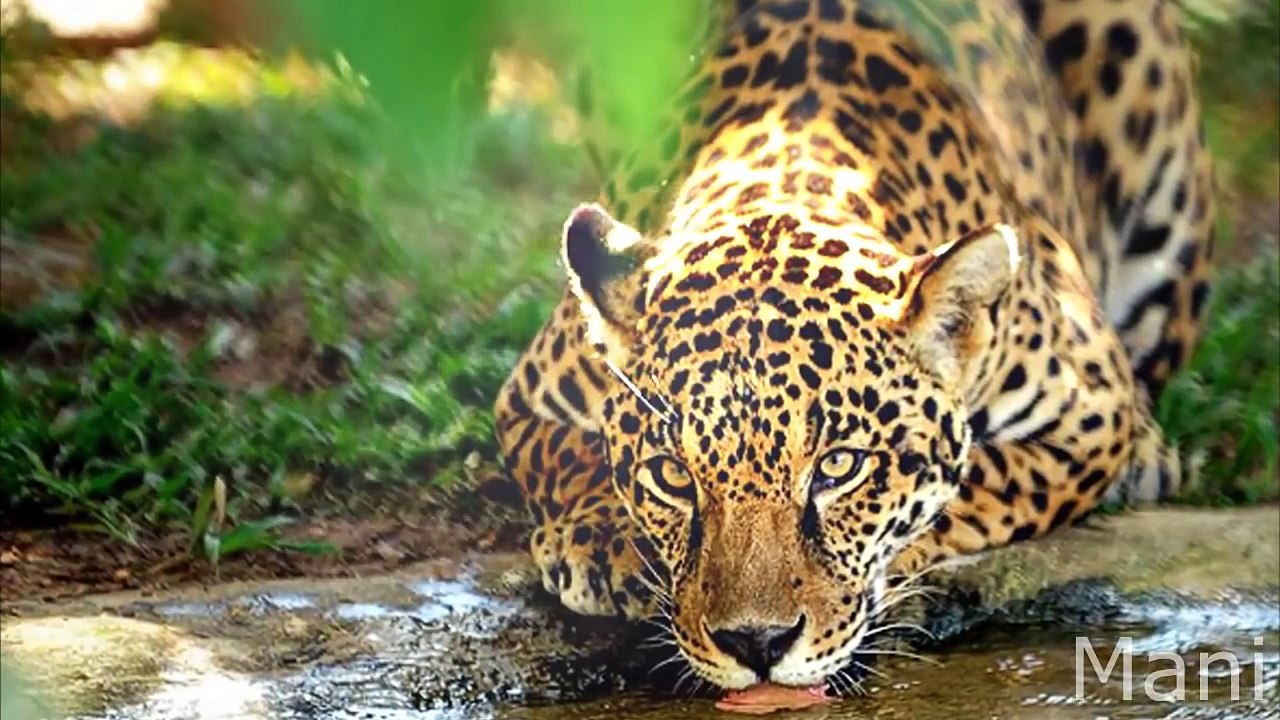 CUAL Es TU ANIMAL MAYA según tu fecha de NACIMIENTO