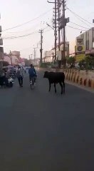 Cow funny | Watch video | Oneindia Malayalam