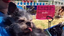 Concours du chien le plus moche au monde 2017