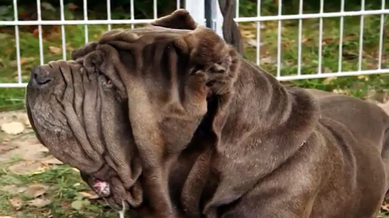 LOS PERROS MAS PELIGROSOS DEL MUNDO [POR RAZAS]