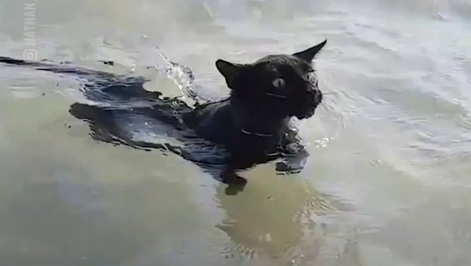 Ce Chat Adore Nager Dans La Mer Tellement Mignon Video Dailymotion