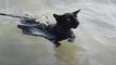 Ce chat adore nager dans la mer... Tellement mignon