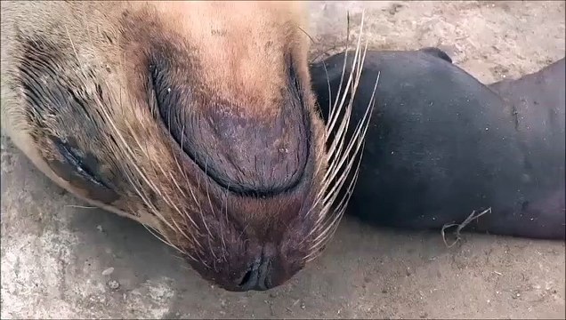 Cette maman phoque pleure son bébé qui n'a pas survécu... Tellement triste