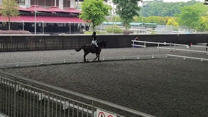 Lorsqu'un cheval est trop sensible !