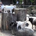 Ces chèvres jouent à saute mouton! Adorable