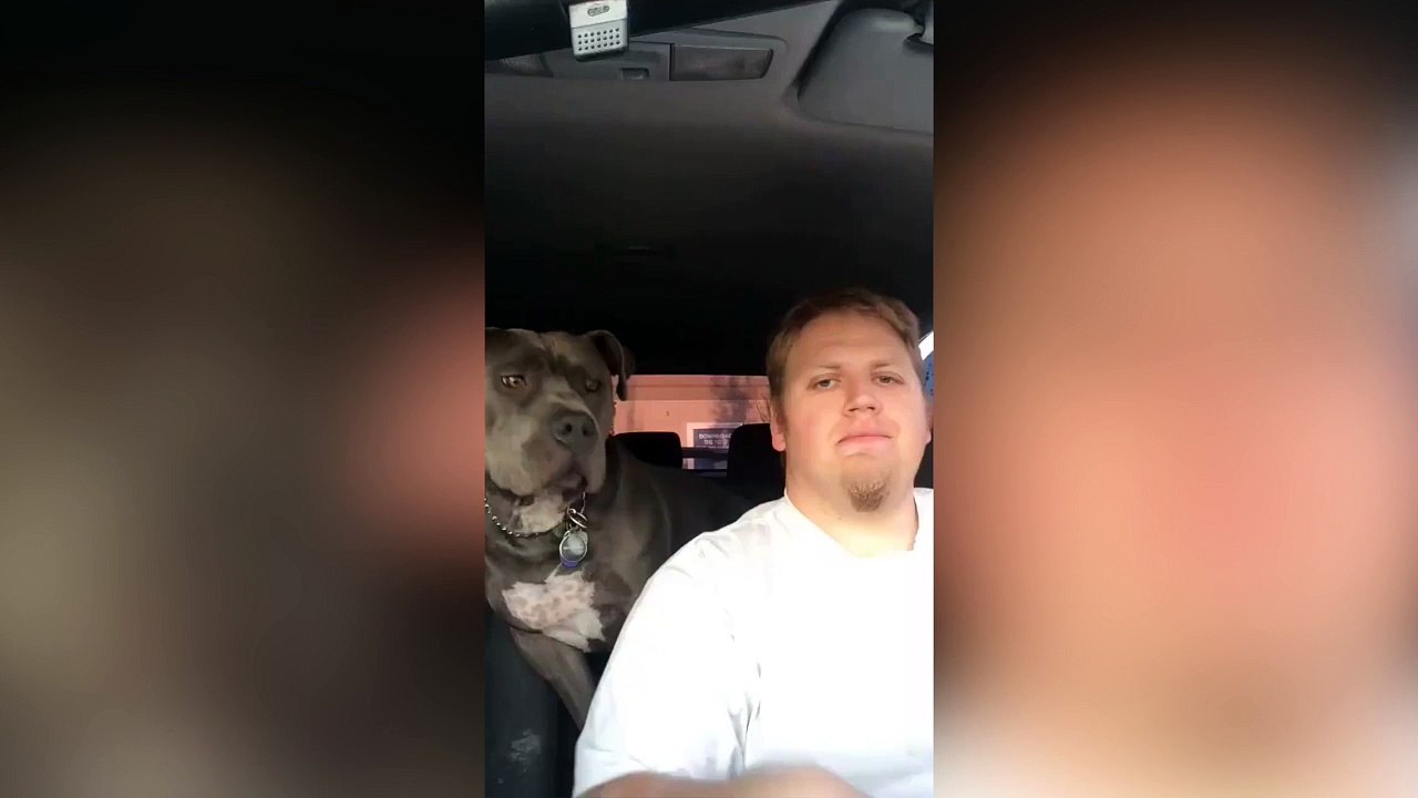 Quand ton chien veut manger ton repas !