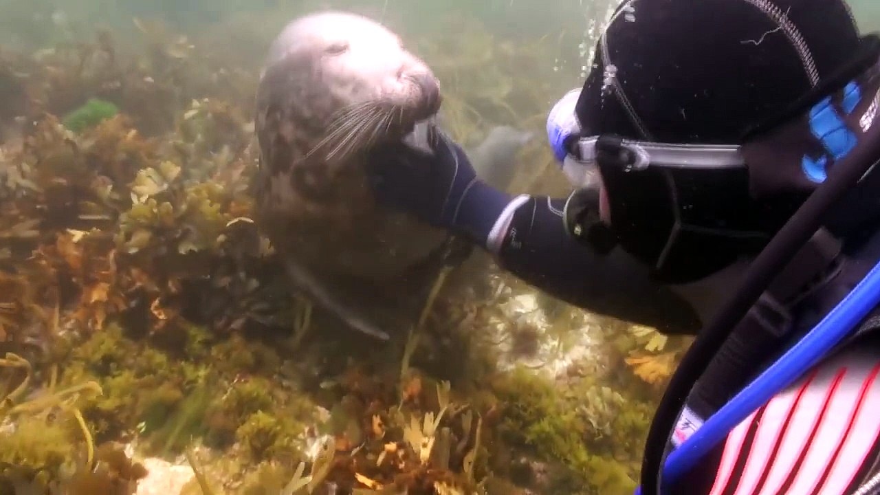 Un plongeur rencontre un phoque !