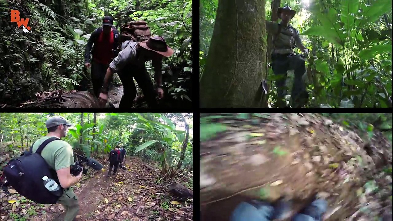 Mysterious Water Anole