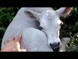 Momma Cow Hides Newborn Calf in Orchard