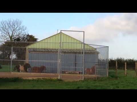 Adorable Shetland Ponies Run Circles Around Shed