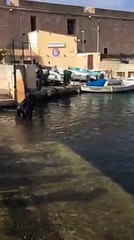 Une baleine prise au piège dans le Vieux-Port de Marseille