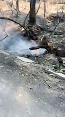 Une famille retrouve son chien après lincendie en Californie