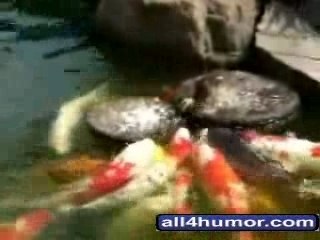 Duck Feeds The Fish