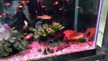 Aquarium Fish Unboxing! Bettas, Plecos, Corydoras! Daily Dose #22