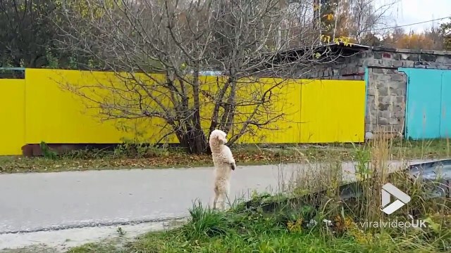 Ce chien tient debout sur ses 2 pattes arrières et marche !