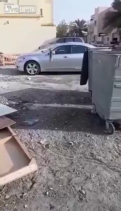 Chassant un oiseau ce chat s'assomme sur une voiture en sautant !