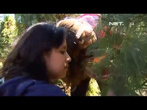 NET12 Usaha perkebunan pinus dan cemara di Meksiko menggeliat