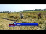 NET12 - Karena musim hujan, hama wereng menyerang padi di Jombang