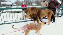 Poppa Lion Meeting his Cubs for the first time - MTKS