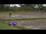 NET24 - Hujan membawa berkah bagi petani di Tasikmalaya