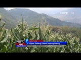 NET12 - Hujan datang, petani jagung untung di Garut