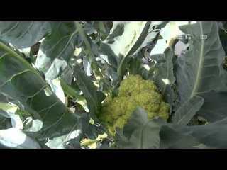 NET5 - Manfaat kotoran domba untuk tanaman