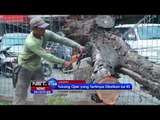 NET24 - Tukang ojek tertimpa pohon tumbang di Tanjung Priok