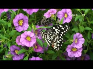 NET17 - Indera perasa kupu kupu terletak di kaki