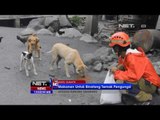 NET12 - Makanan untuk binatang ternak pengungsi Gunung Sinabung