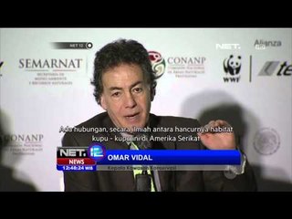 Populasi Kupu-Kupu di Mexico Meningkat - NET12