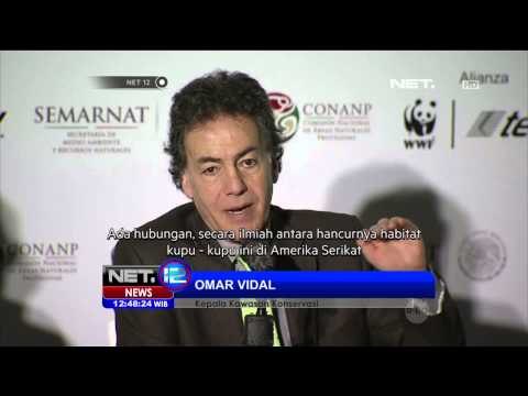 Populasi Kupu-Kupu di Mexico Meningkat - NET12