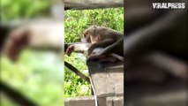 Pet Monkey Hugging Kitten After They Become Best Friens