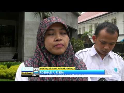 Kepolisian Bogor selidiki dugaan kelalaian petugas pada tragedi pohon tumbang - IMS